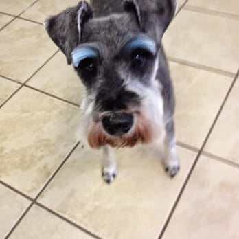 The Pet Parlor - Rockin those blue eyebrows :) - Pet Sitting Near Me - Bozeman, Montana The Pet Parlor - Rockin those blue eyebrows :) - Pet Sitting Near Me - Bozeman, Montana