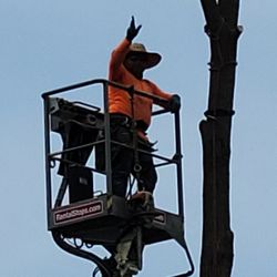 True Tree Masters