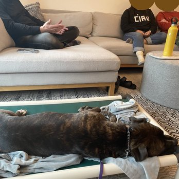 Dogz101 - This couldn't have happened before Tony.  Herschel didn't know how to settle when we had friends over. - Pet Groomers Near Me - Redwood City, California