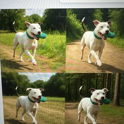 The Garage Sale - These dogs are so adorable