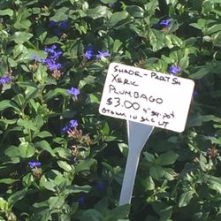 Deseret Nursery Perennial Farm - Some of the wonderful offerings at this nursery.