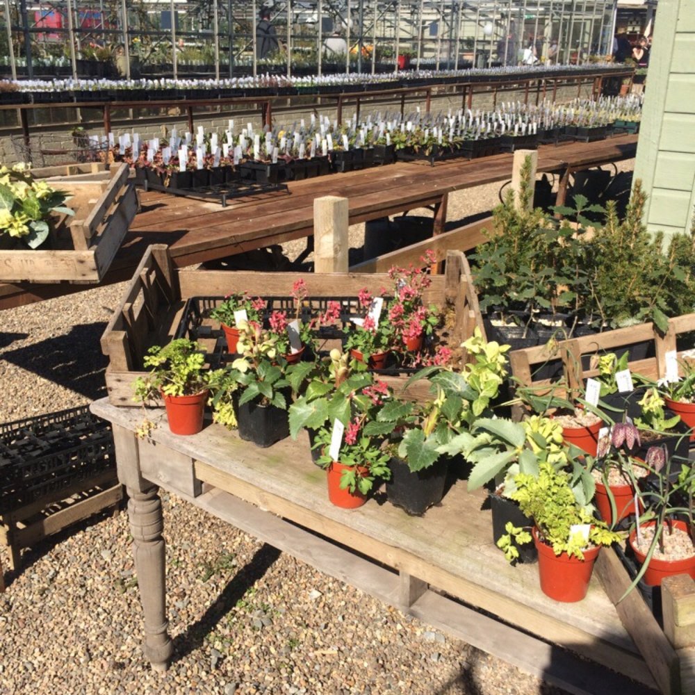 The Secret Herb Garden - Herb wonderland! - Nurseries & Gardening Near Me - Midlothian, MLN