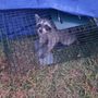 AAAC Wildlife Removal - Fort Worth