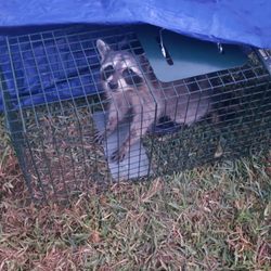 AAAC Wildlife Removal - Fort Worth