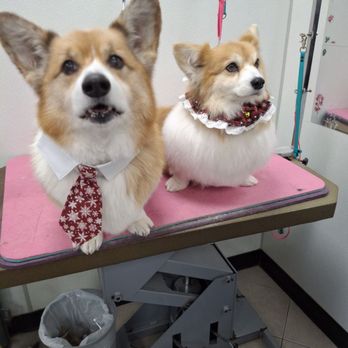 Wagging Tails - Pet Stores Near Me - Forest Hills, New York Wagging Tails - Pet Stores Near Me - Forest Hills, New York