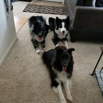 Pack Method Prep - My boy is in a "down" in the back on the left (when facing the picture.) - Pet Training Near Me - San Diego, California