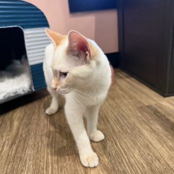 Catfeine - Pet Adoption Near Me - Murfreesboro, Tennessee Catfeine - Pet Adoption Near Me - Murfreesboro, Tennessee