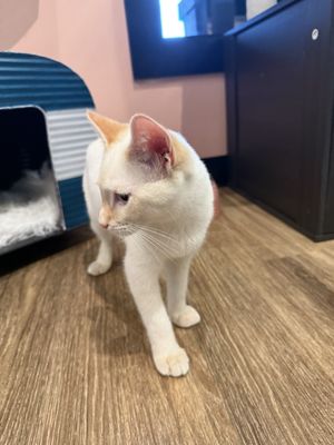 Catfeine Cat Cafe by null