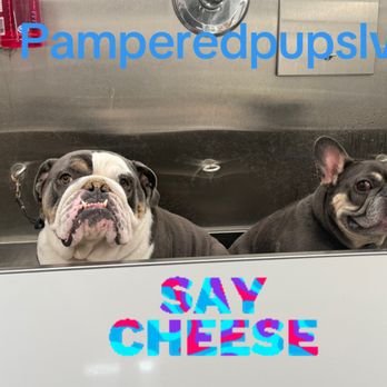 Pampered Pups - Bath time fun - Pet Groomers Near Me Pampered Pups - Bath time fun - Pet Groomers Near Me