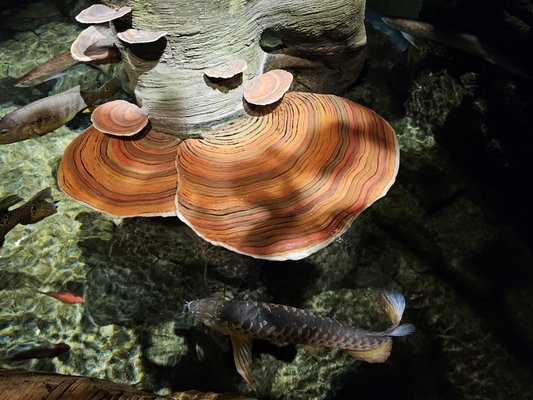 Wonders Of Wildlife National Museum & Aquarium by null