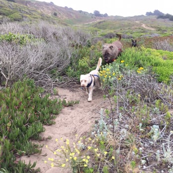 Zip Dog Adventures - Dog Walkers Near Me Zip Dog Adventures - Dog Walkers Near Me