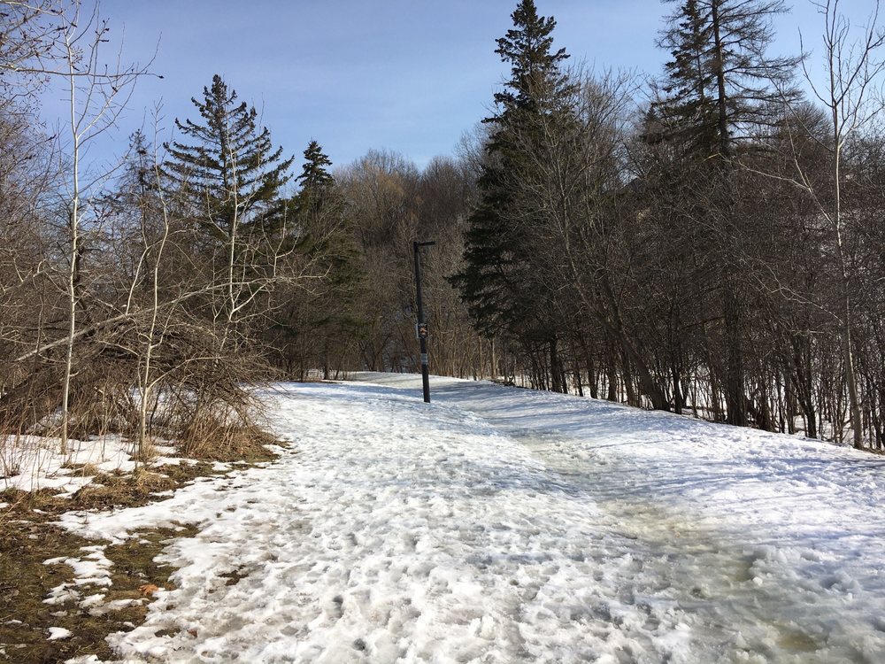 CEDARVALE PARK 25 Photos 443 Arlington Ave, York, Ontario Dog