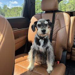 Hounds Town - St. Augustine