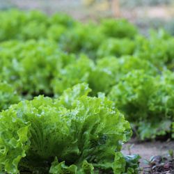 Brookford Farm - Our organic lettuce