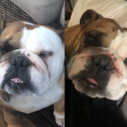 vca animal hospital federal way