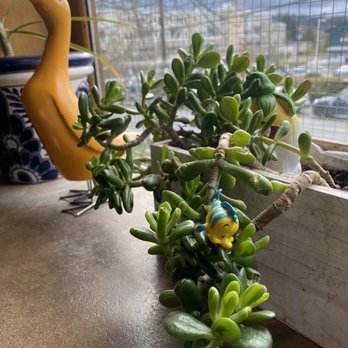 Mas Cafe - Cute plant decor - Coffee & Tea Near Me - Seattle, Washington Mas Cafe - Cute plant decor - Coffee & Tea Near Me - Seattle, Washington