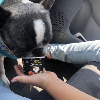 Petco - Tyson loves the Bacon pumpkin ice cream! - Pet Stores Near Me - Glendale, California Petco - Tyson loves the Bacon pumpkin ice cream! - Pet Stores Near Me - Glendale, California