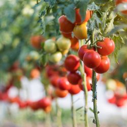 Over 80 Types of Tomatoes are grown on Natorp's Nursery