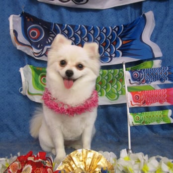 Aloha Dog - Beari looking so happy - Pet Sitting Near Me - Honolulu, Hawaii Aloha Dog - Beari looking so happy - Pet Sitting Near Me - Honolulu, Hawaii