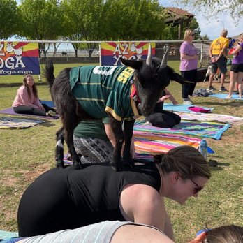 Goat Yoga - Yoga Near Me Goat Yoga - Yoga Near Me