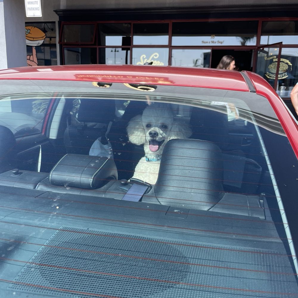 Puppy Face - Perfect poodle cut - Pet Groomers Near Me - La Habra, California Puppy Face - Perfect poodle cut - Pet Groomers Near Me - La Habra, California