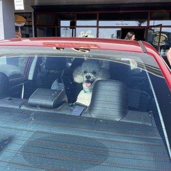Puppy Face - Perfect poodle cut - Pet Groomers Near Me - La Habra, California