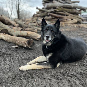 LaForest Property Services - Here's our girl Abby enjoying the view! She loves greeting workers at the shop in the morning! - Tree Services Near Me LaForest Property Services - Here's our girl Abby enjoying the view! She loves greeting workers at the shop in the morning! - Tree Services Near Me