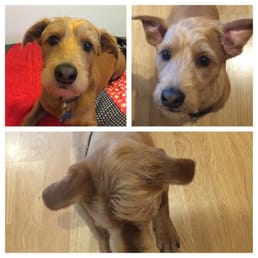 Top left was the before - very very hairy. Today we got the Donald Trump Special - a comb over! LOVE IT!!!! Thanks to Barking Beauties!! Top left was the before - very very hairy. Today we got the Donald Trump Special - a comb over! LOVE IT!!!! Thanks to Barking Beauties!!