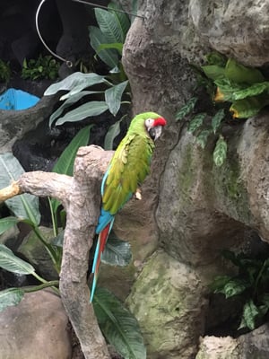 Aquarium of Veracruz by null