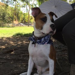 Loma Linda Dog Park - Milo at Loma Linda dog park