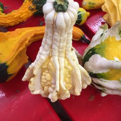 Wagner Bros Orchards - Odd gourds