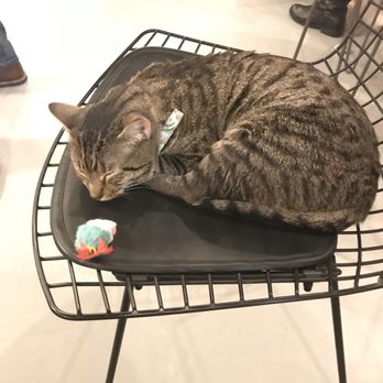 NEKO: A Cat Cafe - Themed Cafes Near Me - Seattle, Washington
