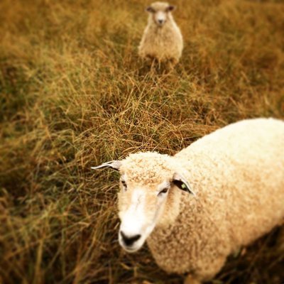 Browder’s Birds by null