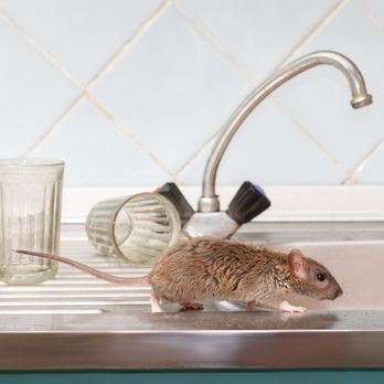 Sun Prairie Pest - Pest Control Near Me - Sun Prairie, Wisconsin Sun Prairie Pest - Pest Control Near Me - Sun Prairie, Wisconsin