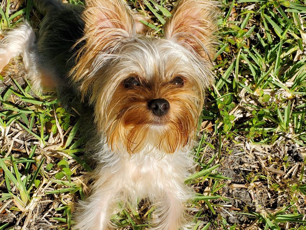 Parwick Kennels Image