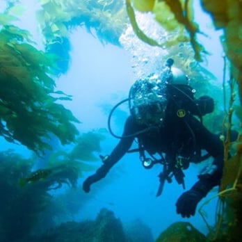 Diving Catalina - Scuba Diving Near Me - Avalon, California Diving Catalina - Scuba Diving Near Me - Avalon, California