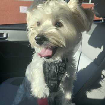VEG ER for Pets - He is feeling much better after his visit to VEG. Thank you so much! - Emergency Pet Hospital Near Me - Hoboken, New Jersey VEG ER for Pets - He is feeling much better after his visit to VEG. Thank you so much! - Emergency Pet Hospital Near Me - Hoboken, New Jersey