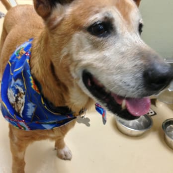 Oregon Humane - Rocky Roo! My man of the weekend!! Please come adopt him!!!!! - Animal Shelters Near Me - Portland, Oregon