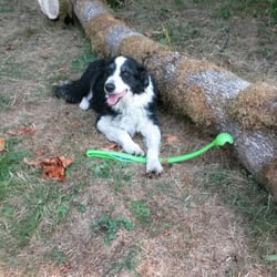 Bark 'n Ride Pet Care - Cuttet. The dog that trains other dogs and in his spare time is a therapy dog.