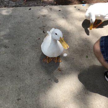 Lake Eola Park - Parks Near Me - Orlando, Florida Lake Eola Park - Parks Near Me - Orlando, Florida