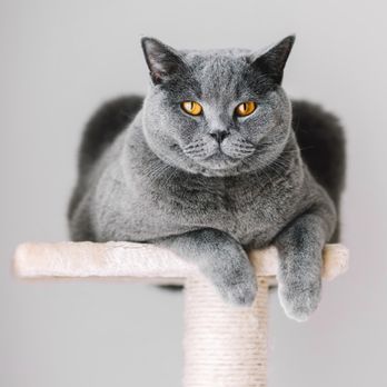 petco frontline cats