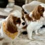 Photo of Happy Spa Dogs