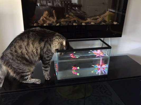 cat sitter north york