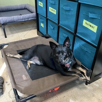 Taurus Academy Burnet - Pet Training Near Me - Austin, Texas Taurus Academy Burnet - Pet Training Near Me - Austin, Texas
