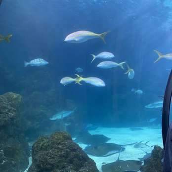 Downtown Aquarium - Museums Near Me - Denver, Colorado