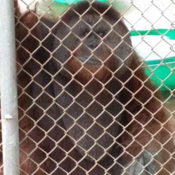Honolulu Zoo - orangutan... - Zoos Near Me - Honolulu, Hawaii