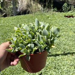 Mariscal Cactus & Succulents