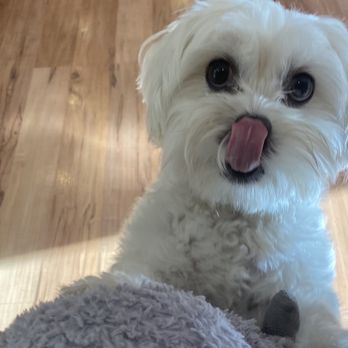 Grooming By V - Pet Groomers Near Me - Alhambra, California