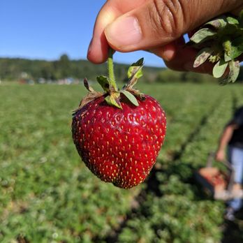 Harvold Berry Farm - Pick Your Own Farms Near Me - Carnation, Washington Harvold Berry Farm - Pick Your Own Farms Near Me - Carnation, Washington