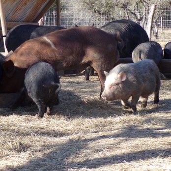 Crooked Pine Ranch - Happy pigs eating! - Barbeque Near Me - Hallettsville, Texas Crooked Pine Ranch - Happy pigs eating! - Barbeque Near Me - Hallettsville, Texas